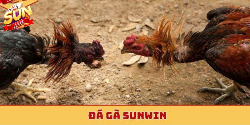 Mẹo Chơi Đá Gà Thắng Đậm Tại Sunwin - Chốt Kèo Chuẩn Giới thiệu trò chơi Đá gà Sunwin