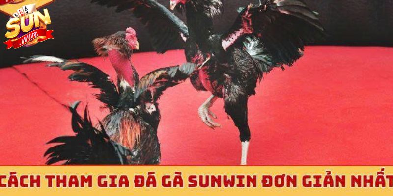 Mẹo Chơi Đá Gà Thắng Đậm Tại Sunwin - Chốt Kèo Chuẩn Quy trình tham gia đá gà tại Sunwin